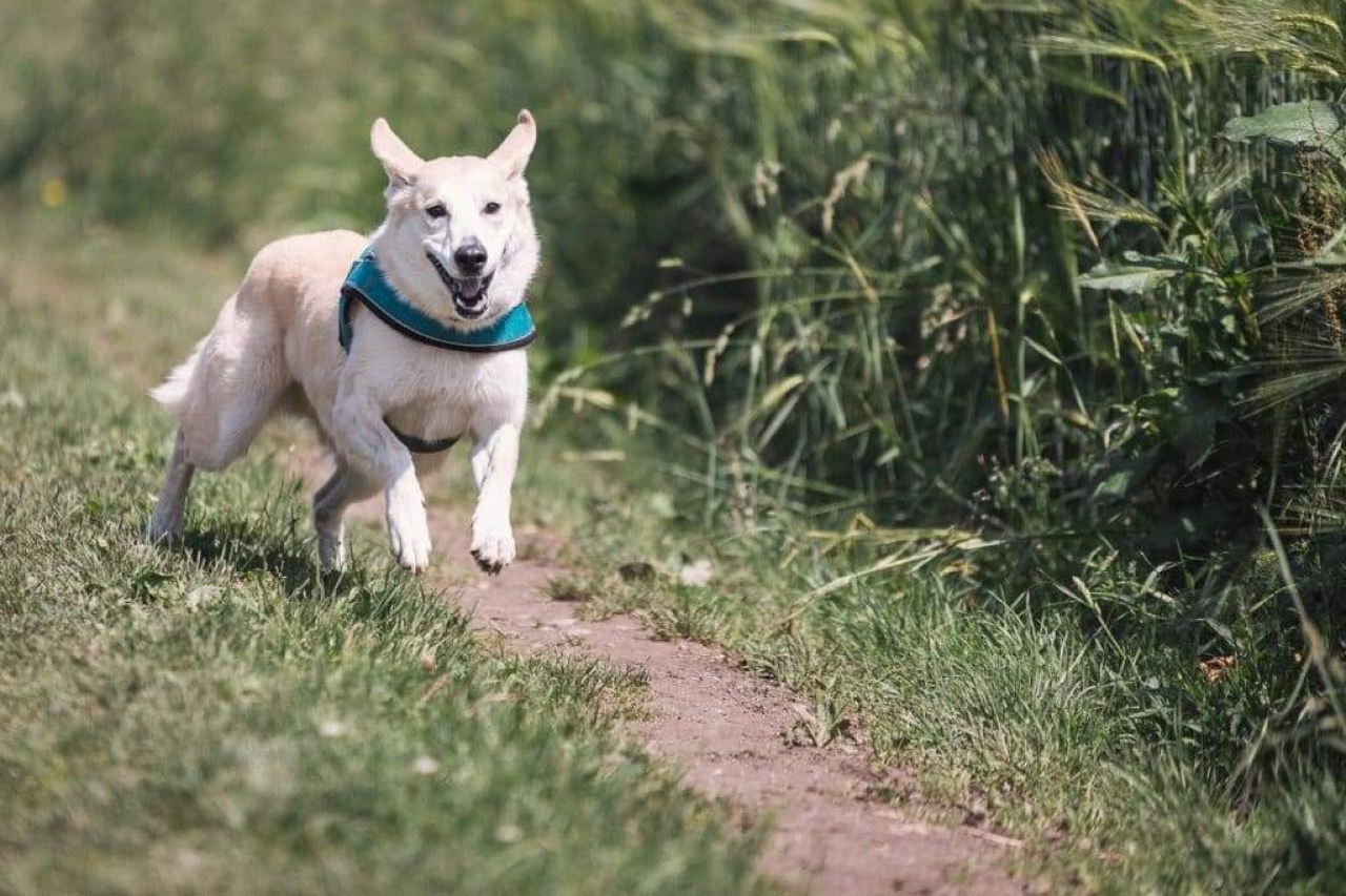 10 Ways To Exercise Your Large Breed Dog: Ideas For Every Schedule