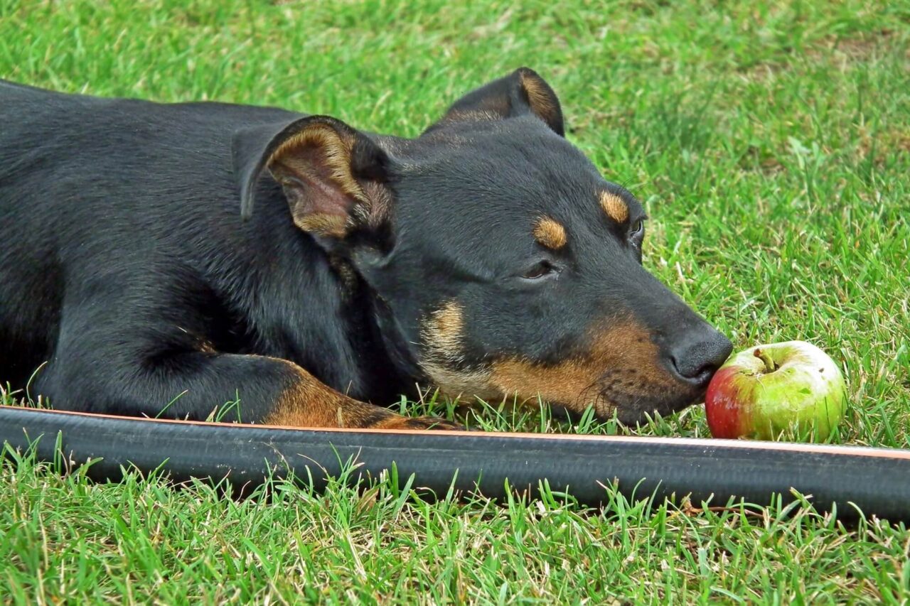 Apple slices for sales dogs