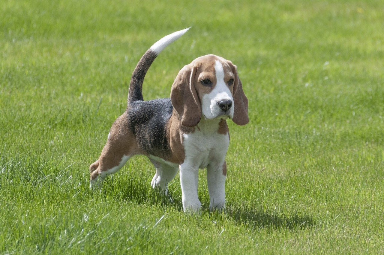 Are Beagles Hypoallergenic?