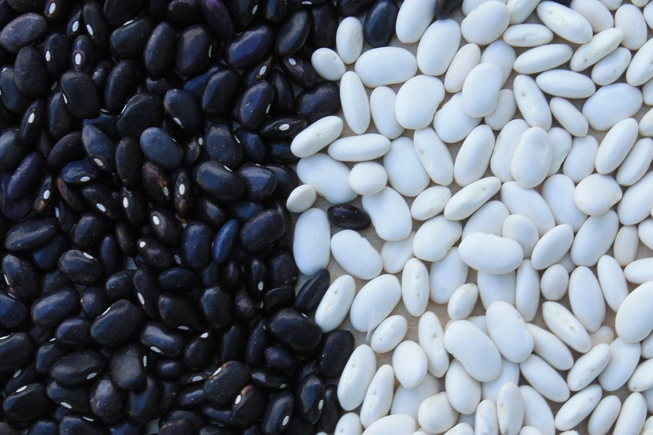 Can dogs deals have black beans