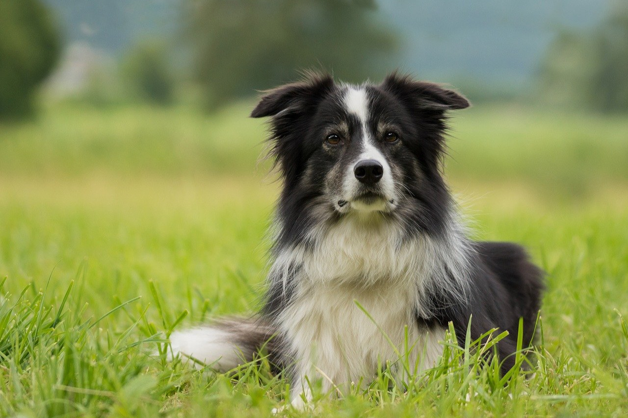 Are Border Collies Hypoallergenic?