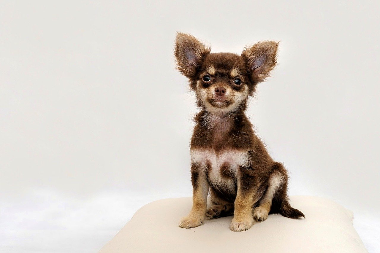 are chihuahuas smart
