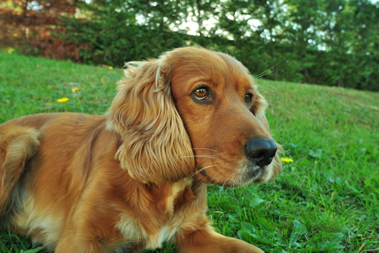 Are Cocker Spaniels Hypoallergenic?