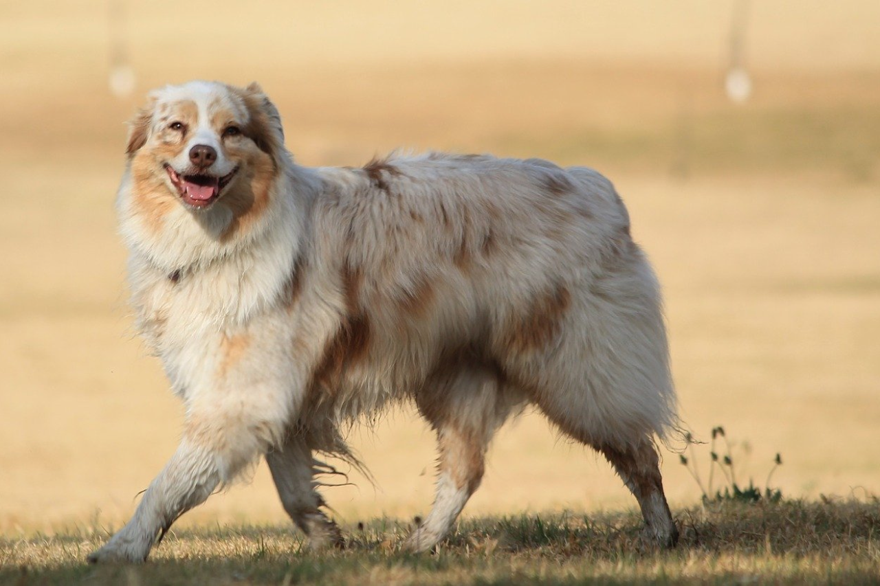 Australian Shepherds Skin Allergies & Issues Guide