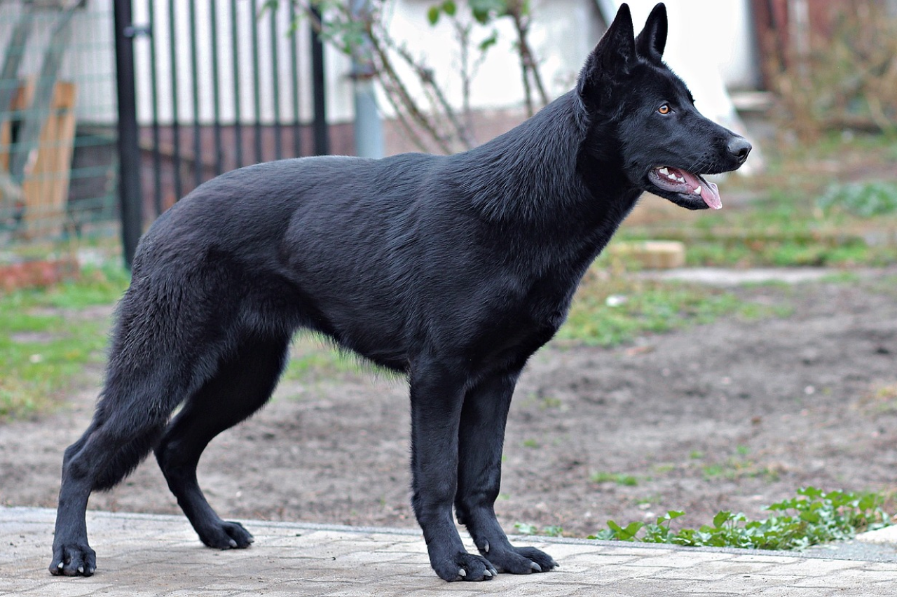 Black German Shepherd Breed Guide: Everything You Need to Know