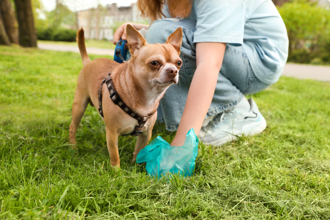 Inflammatory Bowel Disease & Diet in Dogs