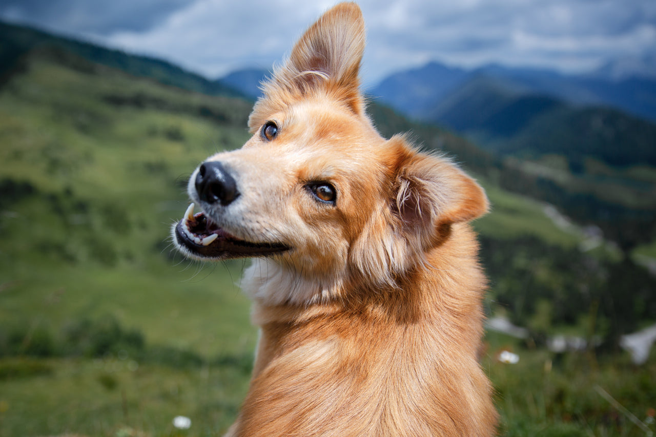 New Research: Vegan Dog Food is Better For The Planet