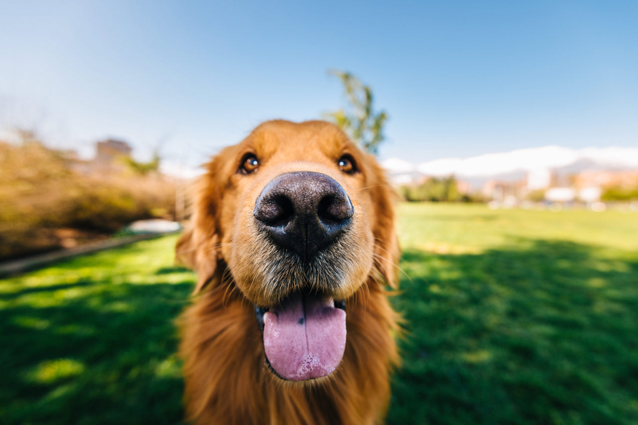 5 Surprising Dog Facts That You Wish You Knew Sooner