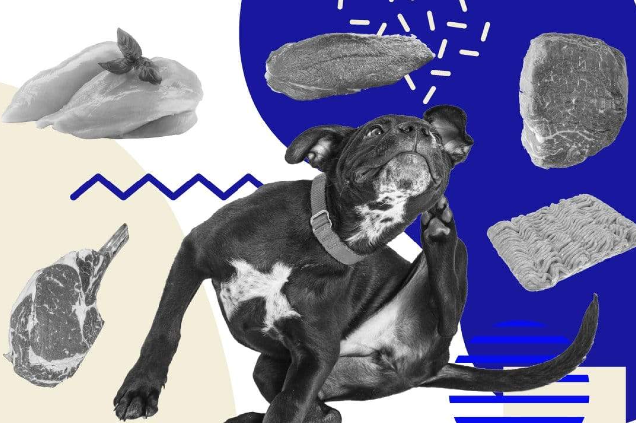 Things You Should Know About Canine Food Allergies