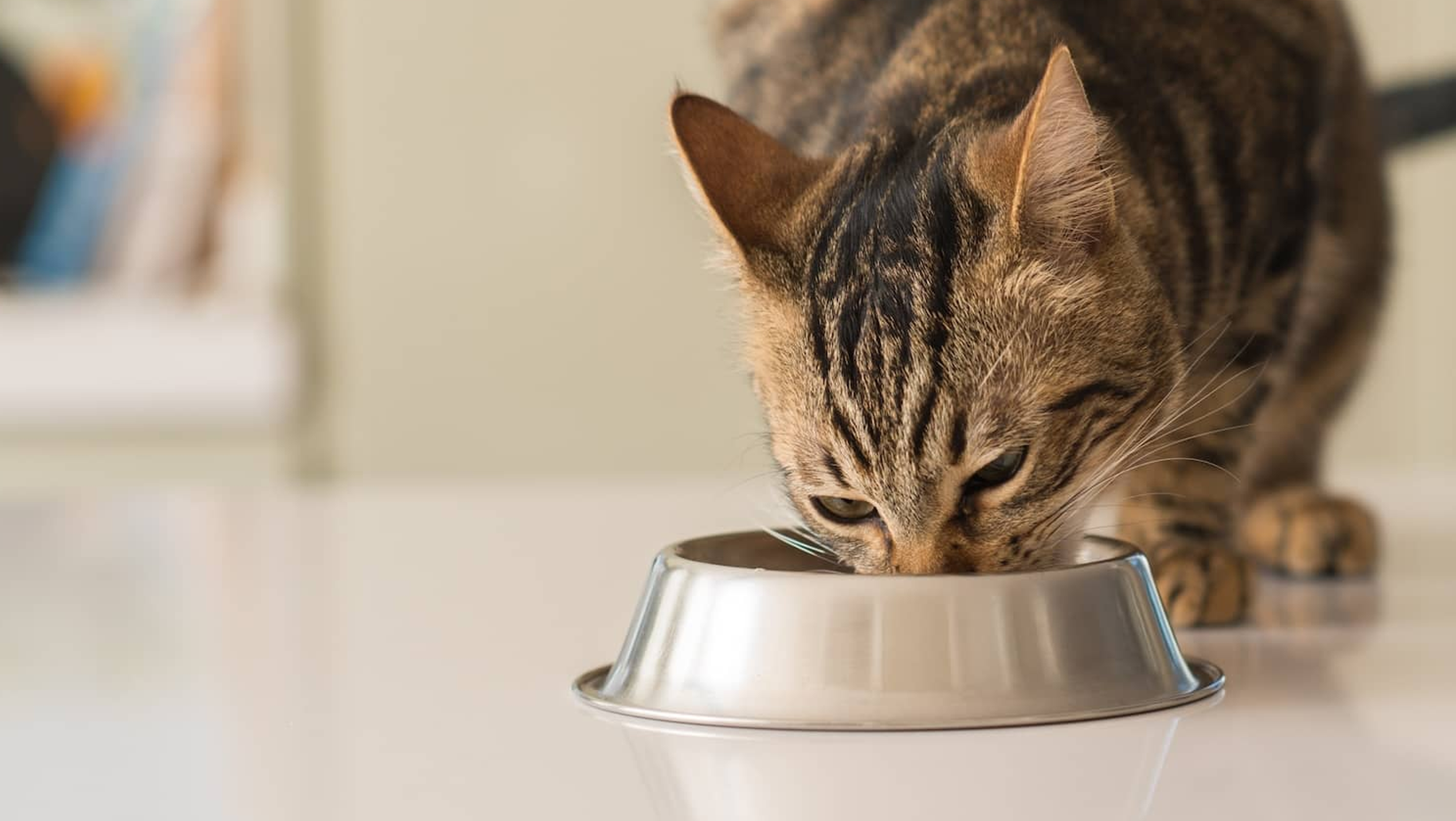 Best Natural Food to Support Cats with Kidney Disease