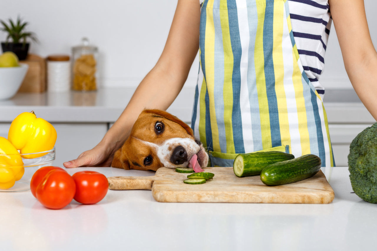 Plant-Based Dog Food: Myths vs. Facts