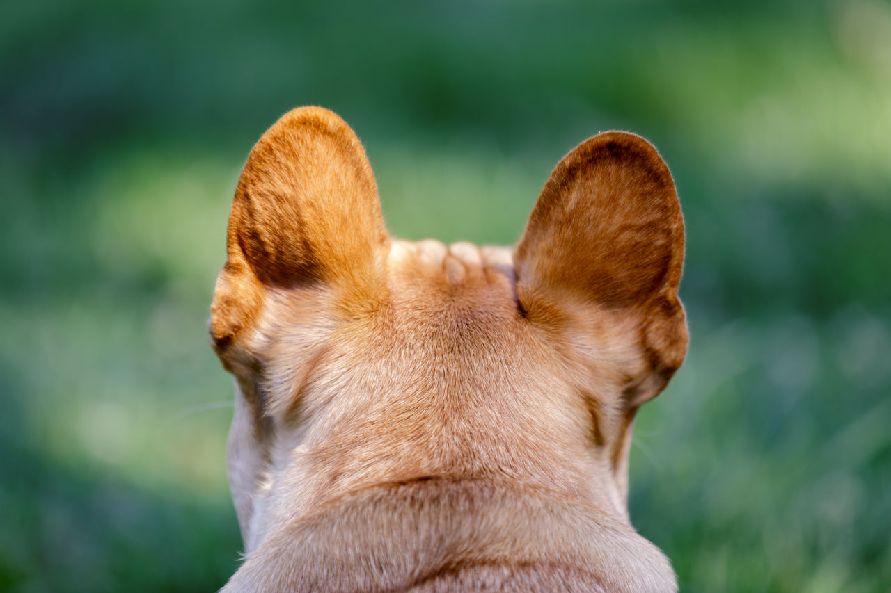 5 Signs Allergies Are Causing Your Dog's Ear Infections