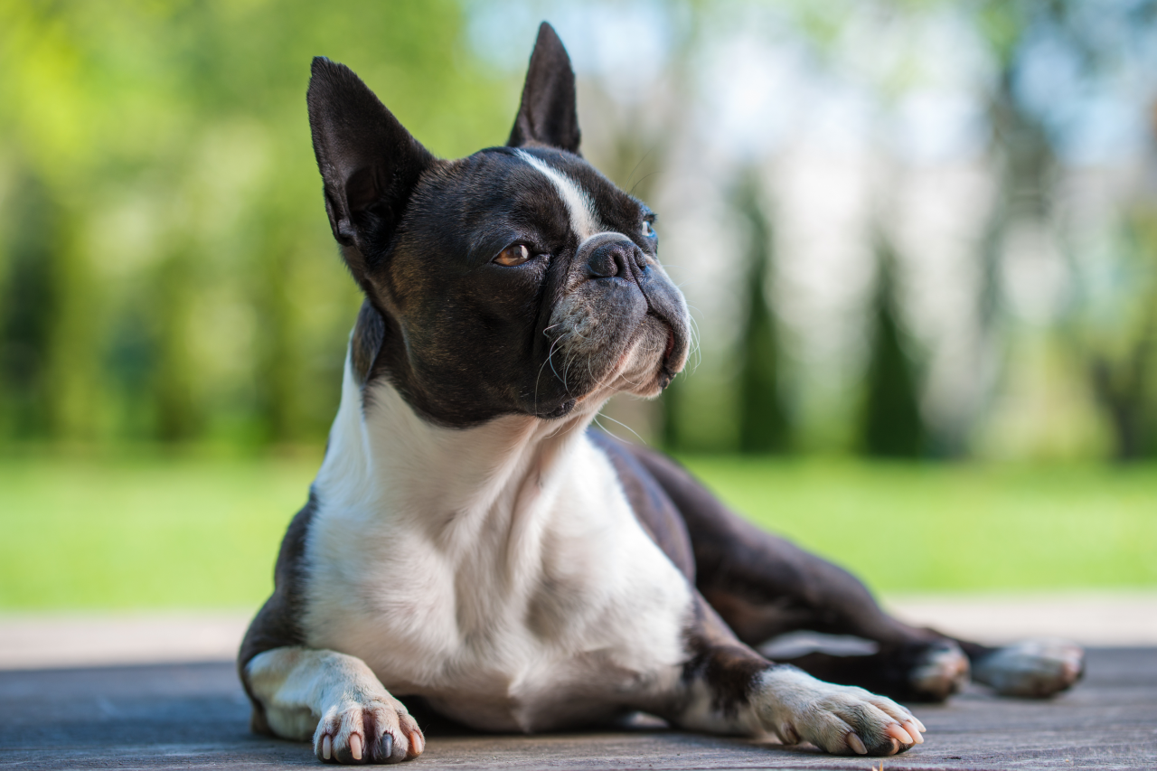 Boston store terrier scratching