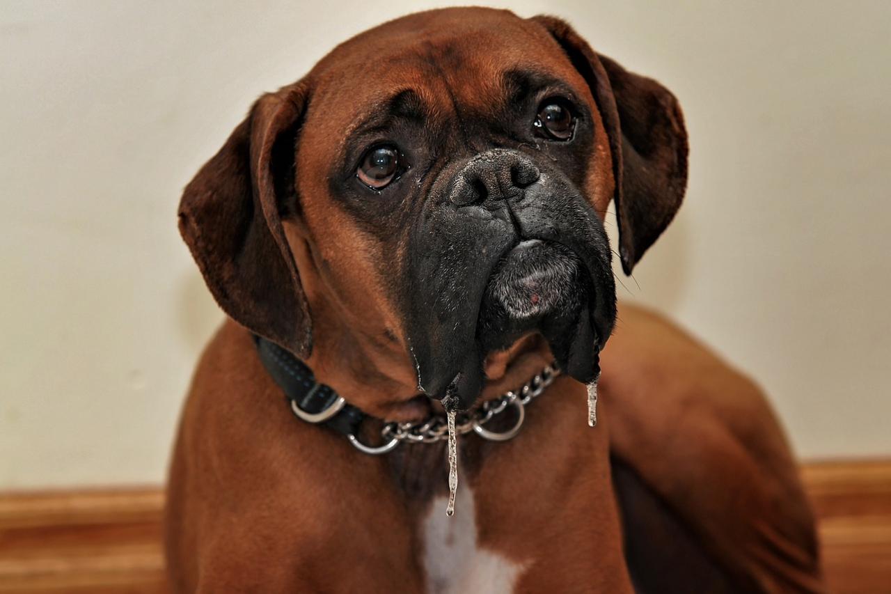 Boxers Allergies & Skin Allergy Guide