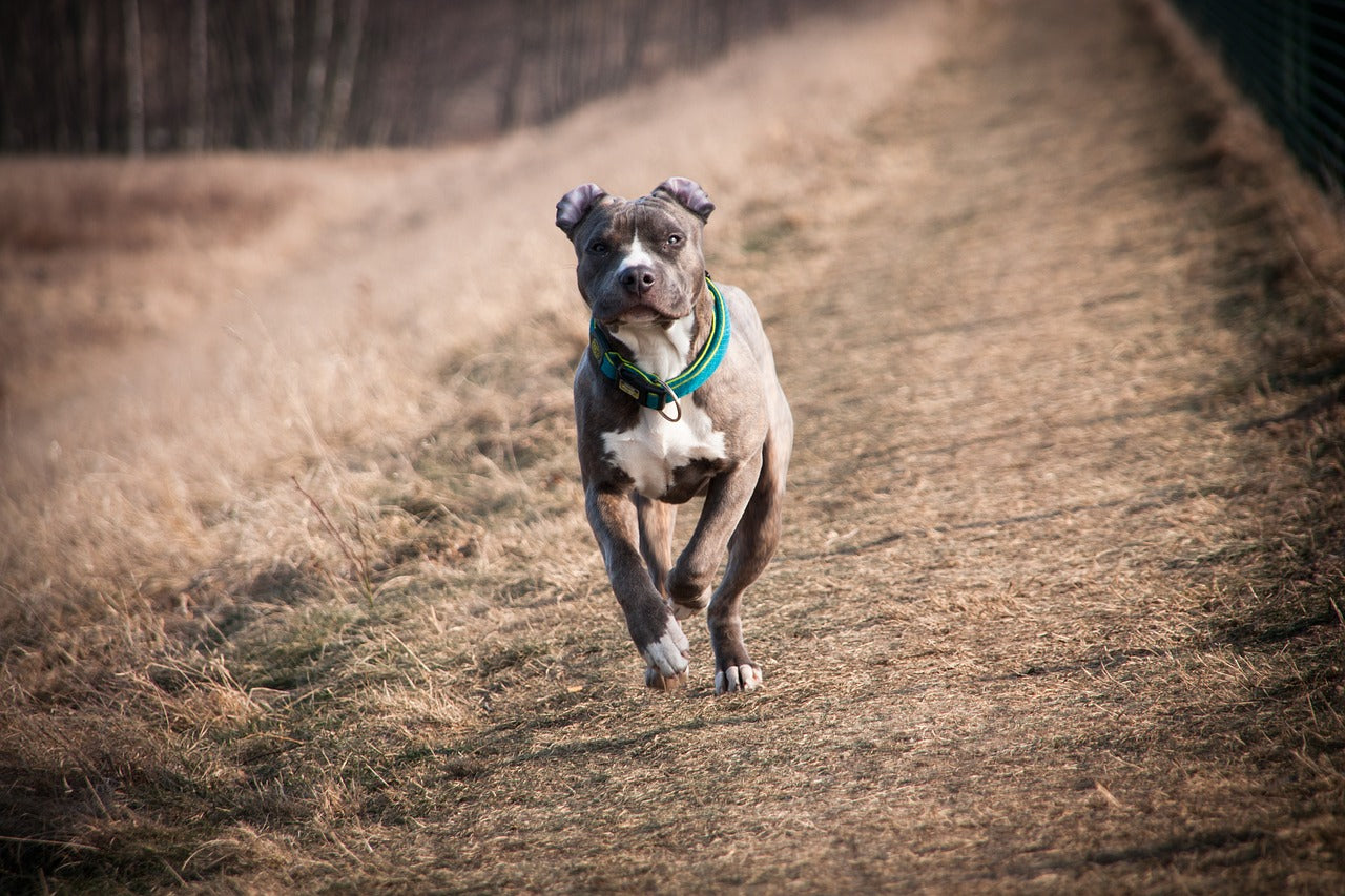 brindle pitbull puppy