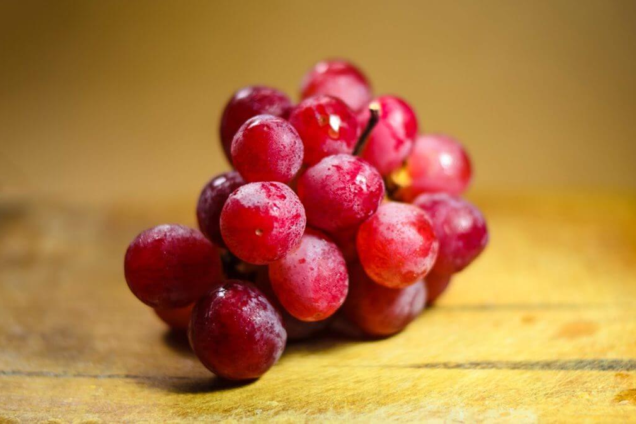 Toxic and Dangerous Foods Your Dog Should Never Eat