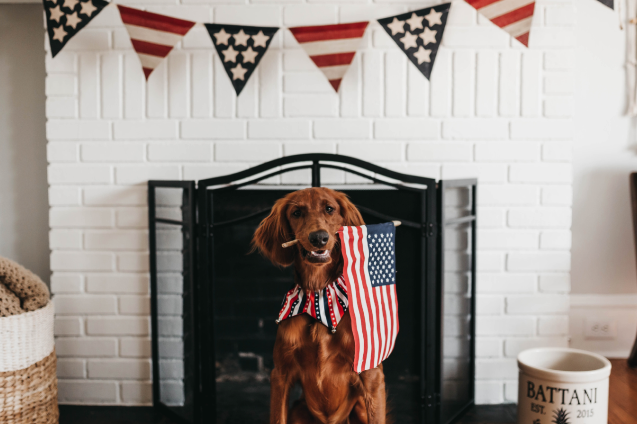 Dealing with 4th of July Fireworks & Noise