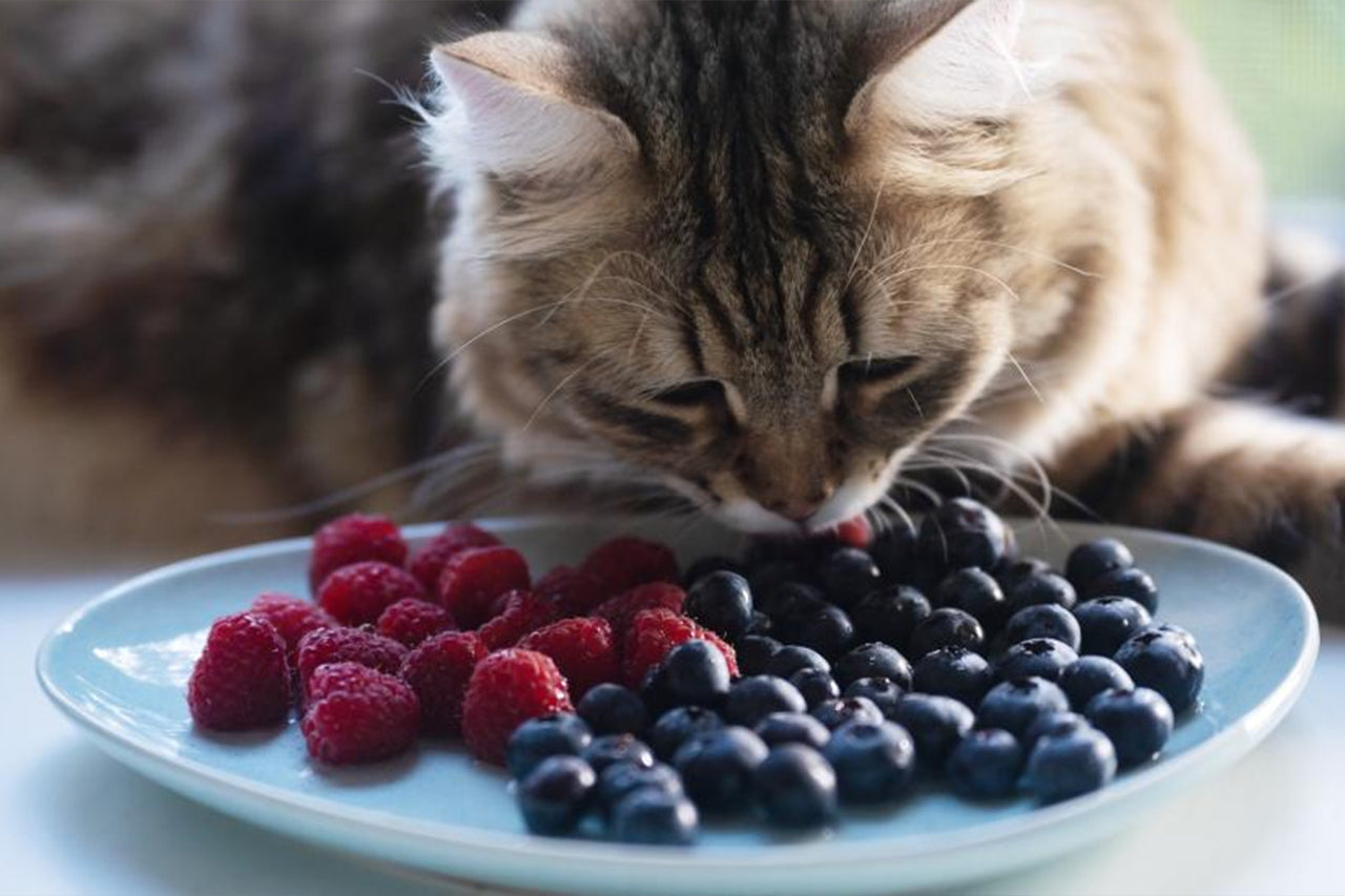 Cat eating blueberries.