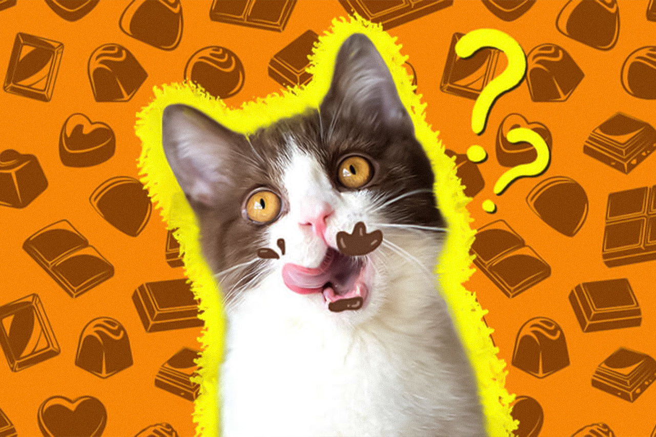 Can cats eat chocolate?
