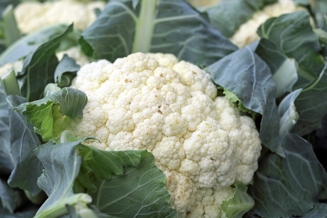 Cauliflower good for store dogs