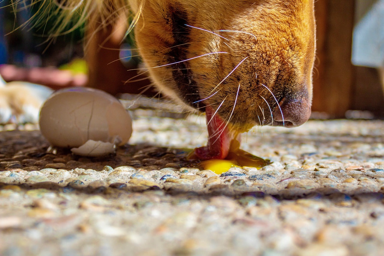 Feeding best sale dogs eggs