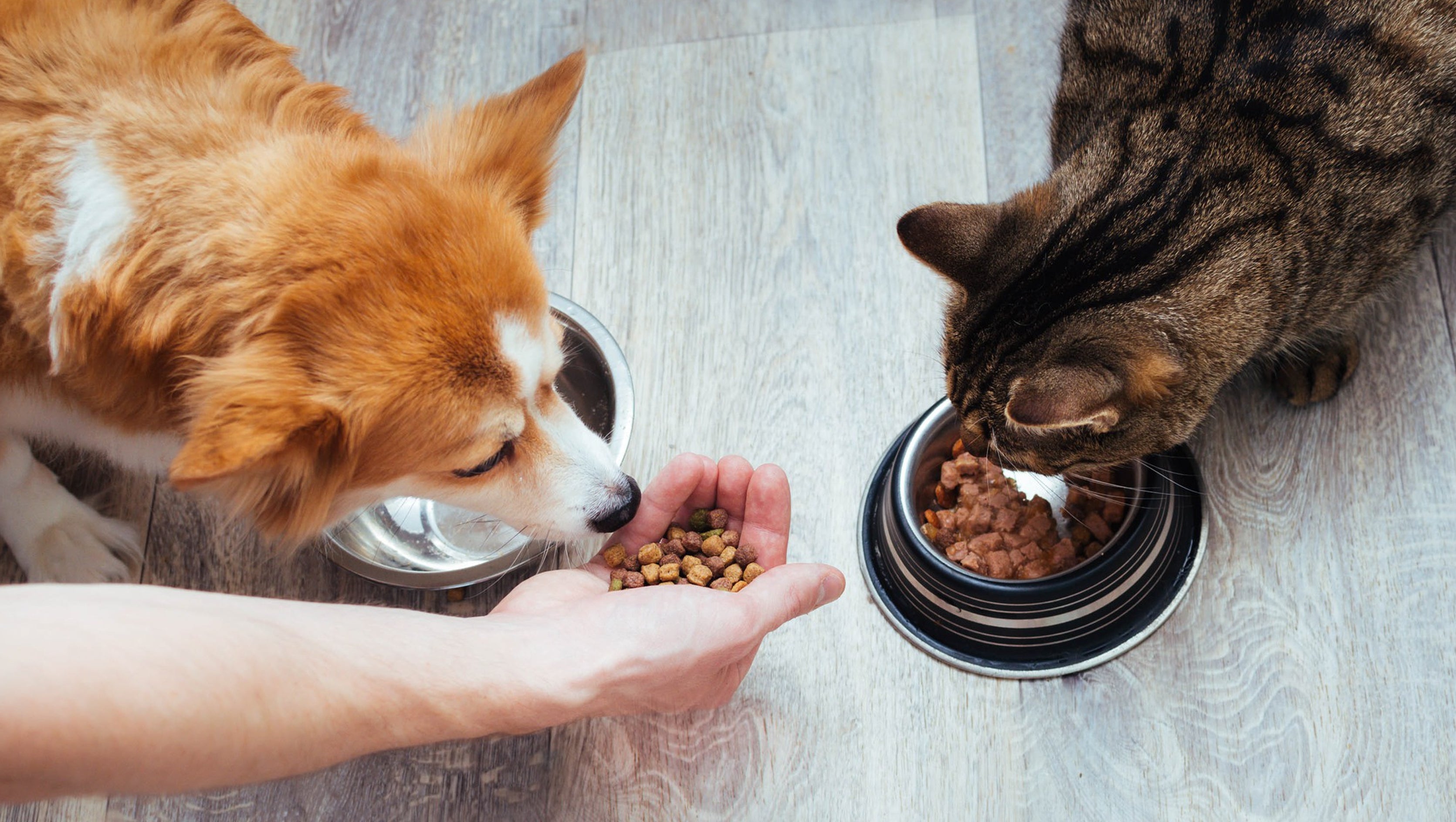 Is eating cat food bad for dogs best sale