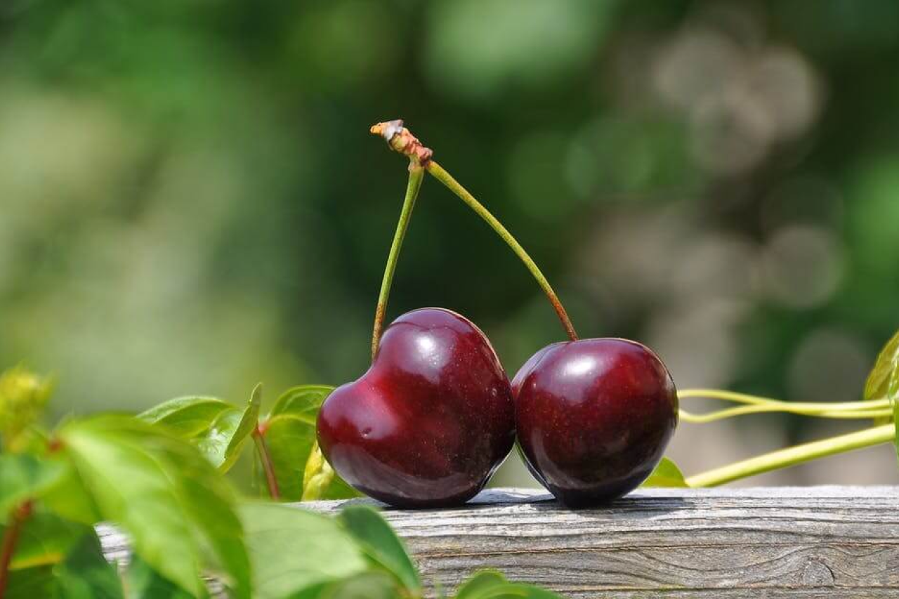 Can Dogs Eat Cherries?