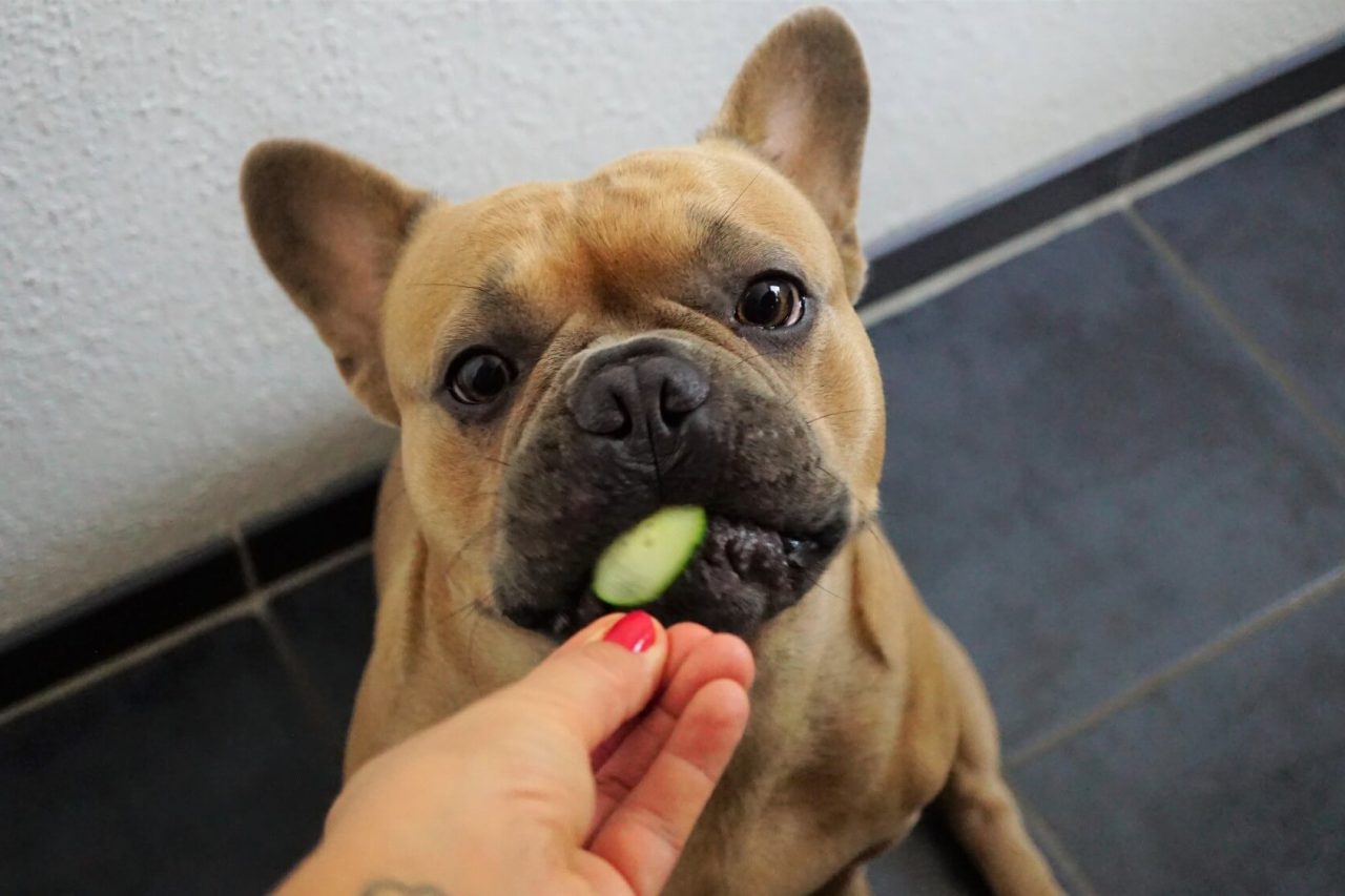 Can Dogs Eat Cucumbers?
