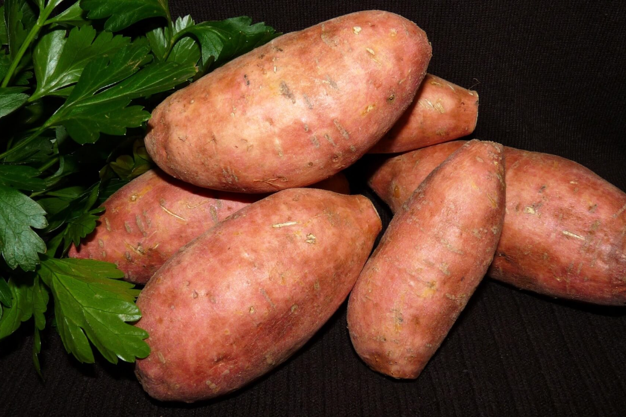 Can Dogs Eat Sweet Potato?