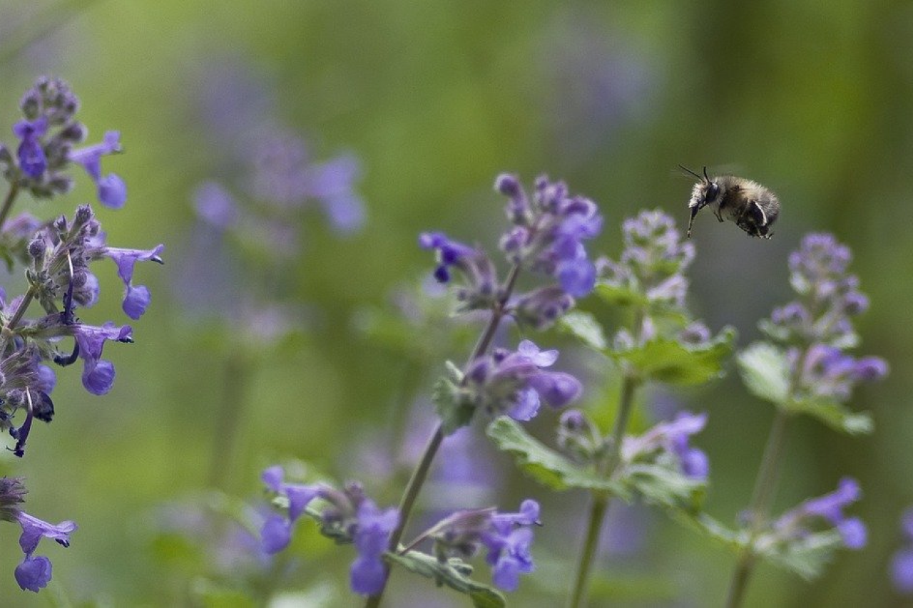 Is Catnip Bad For Dogs? Is It Safe?