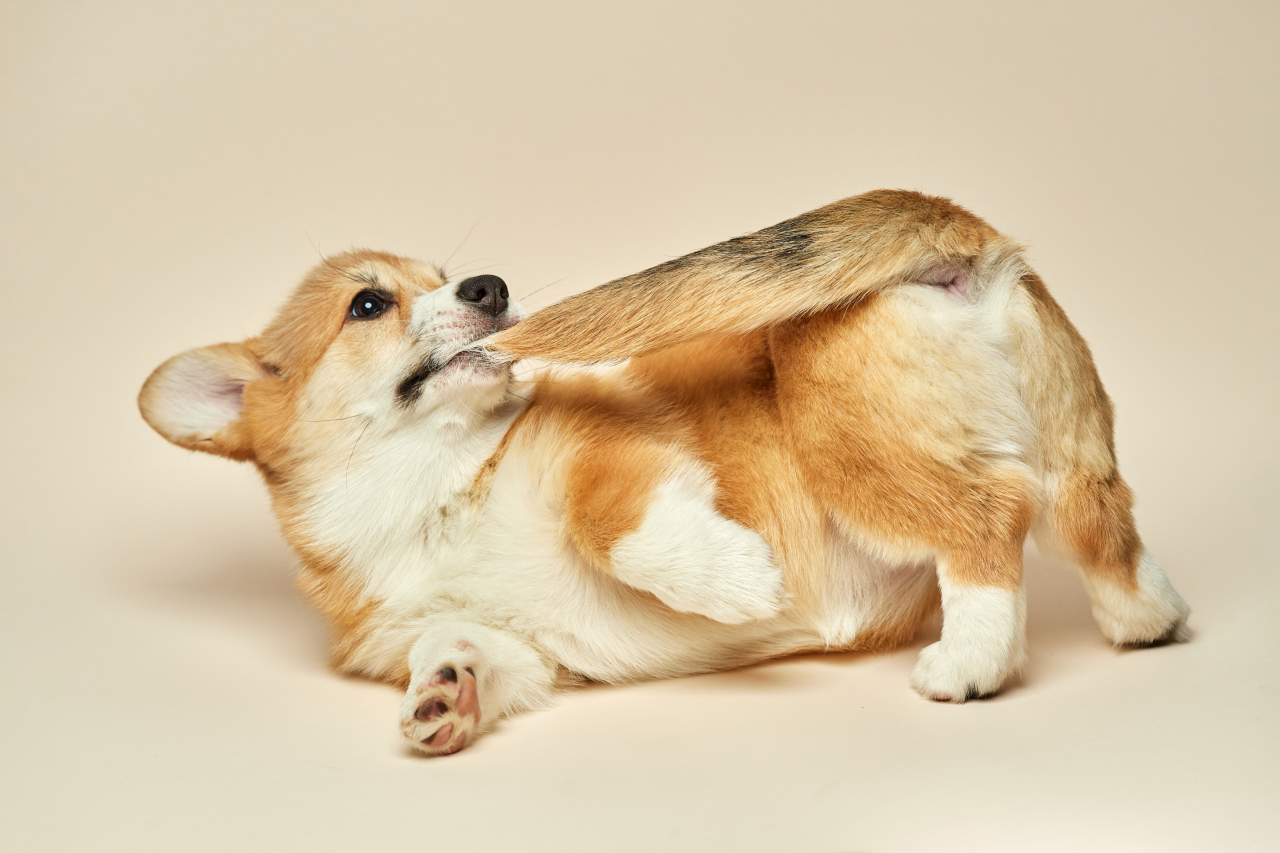 Why Do Dogs Chase Their Tails?