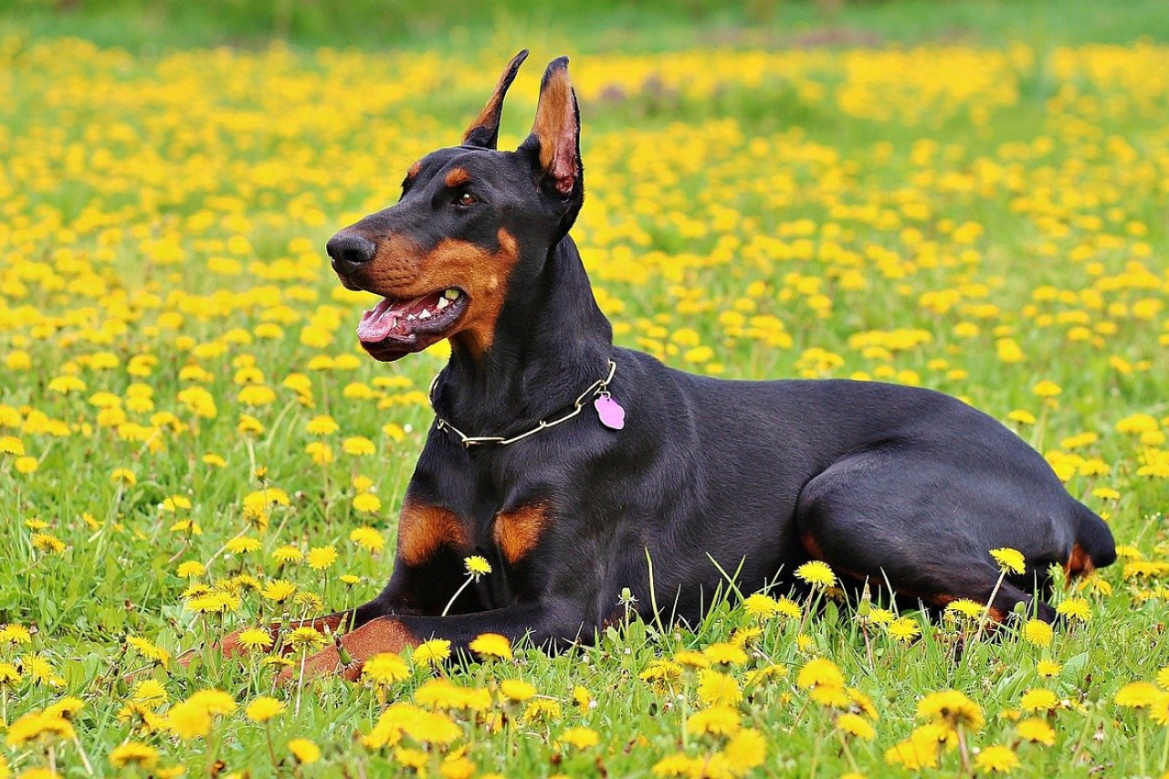 Do Dobermans Shed? How To Manage Shedding