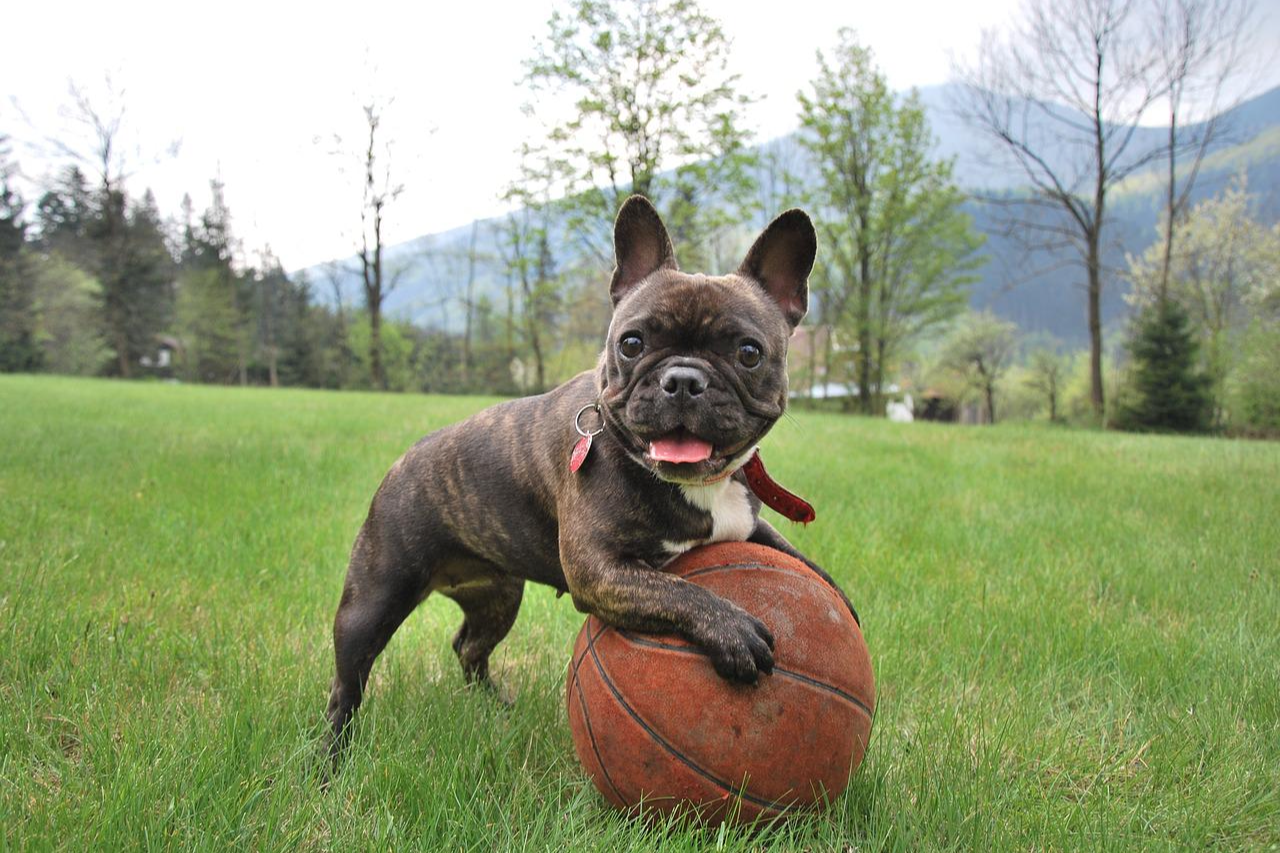 French bulldog in 2024 season