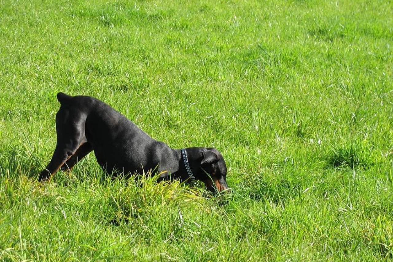 Why Do Dogs Eat Dirt? The Answer Might Surprise You
