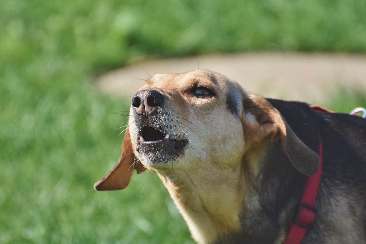 Do Dogs Get Tired of Barking? How Can I Stop It?