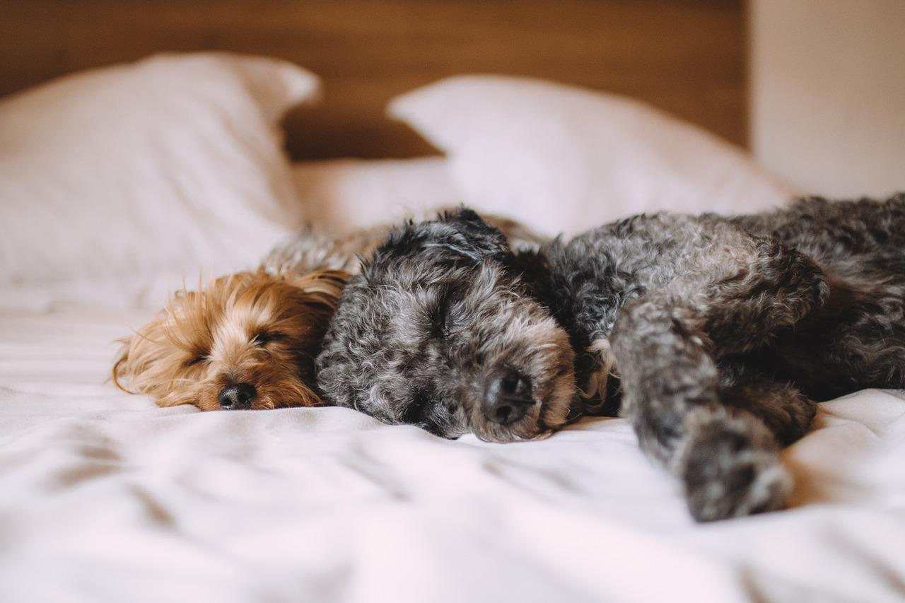 my dog sounds congested while sleeping