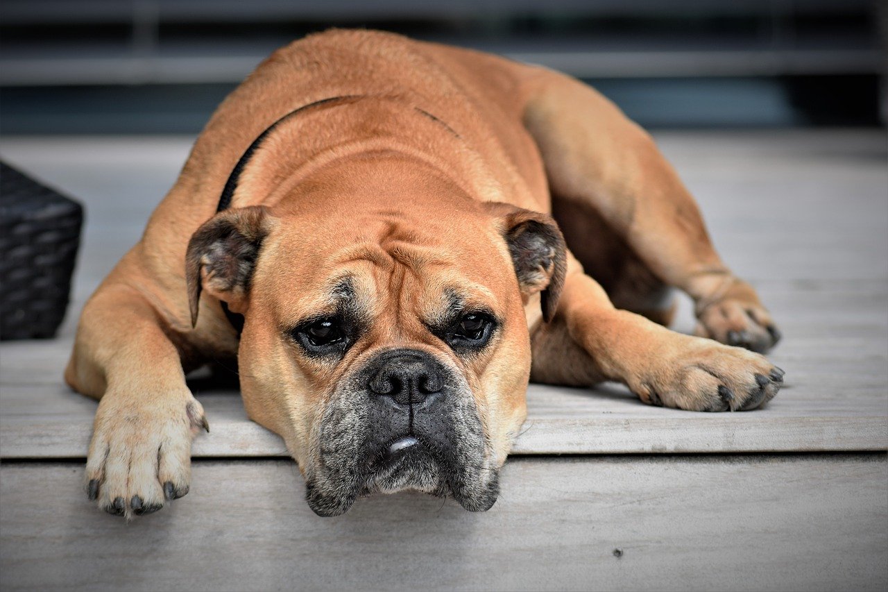 dog diarrhea