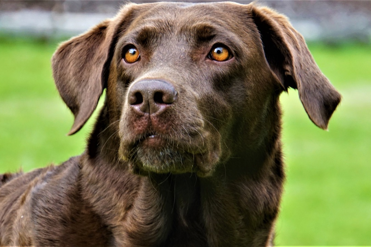 Dog Ear Infections: Symptoms, Causes, & Treatment Options