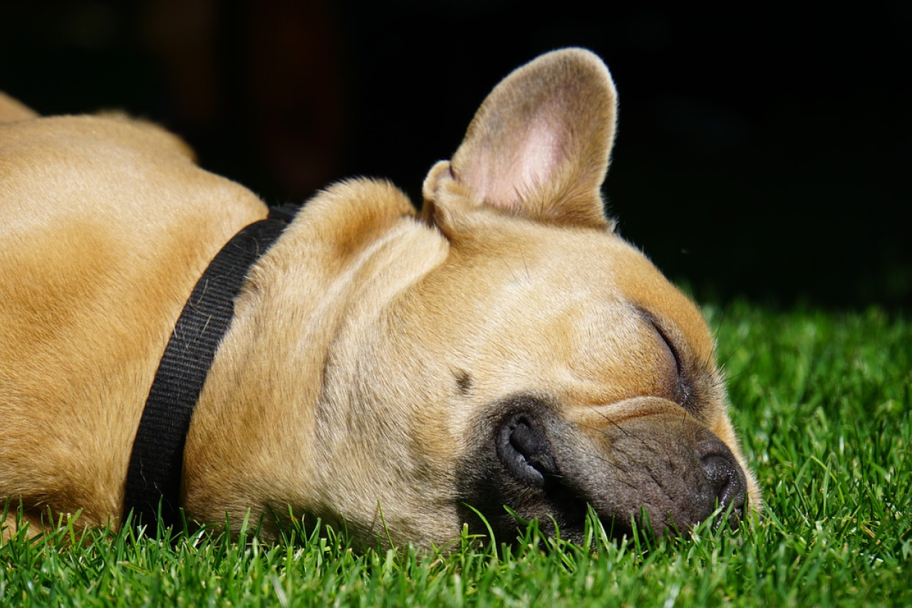 Dog Ear Wax Color Chart What Dog Ear Wax Colors Mean Wild Earth