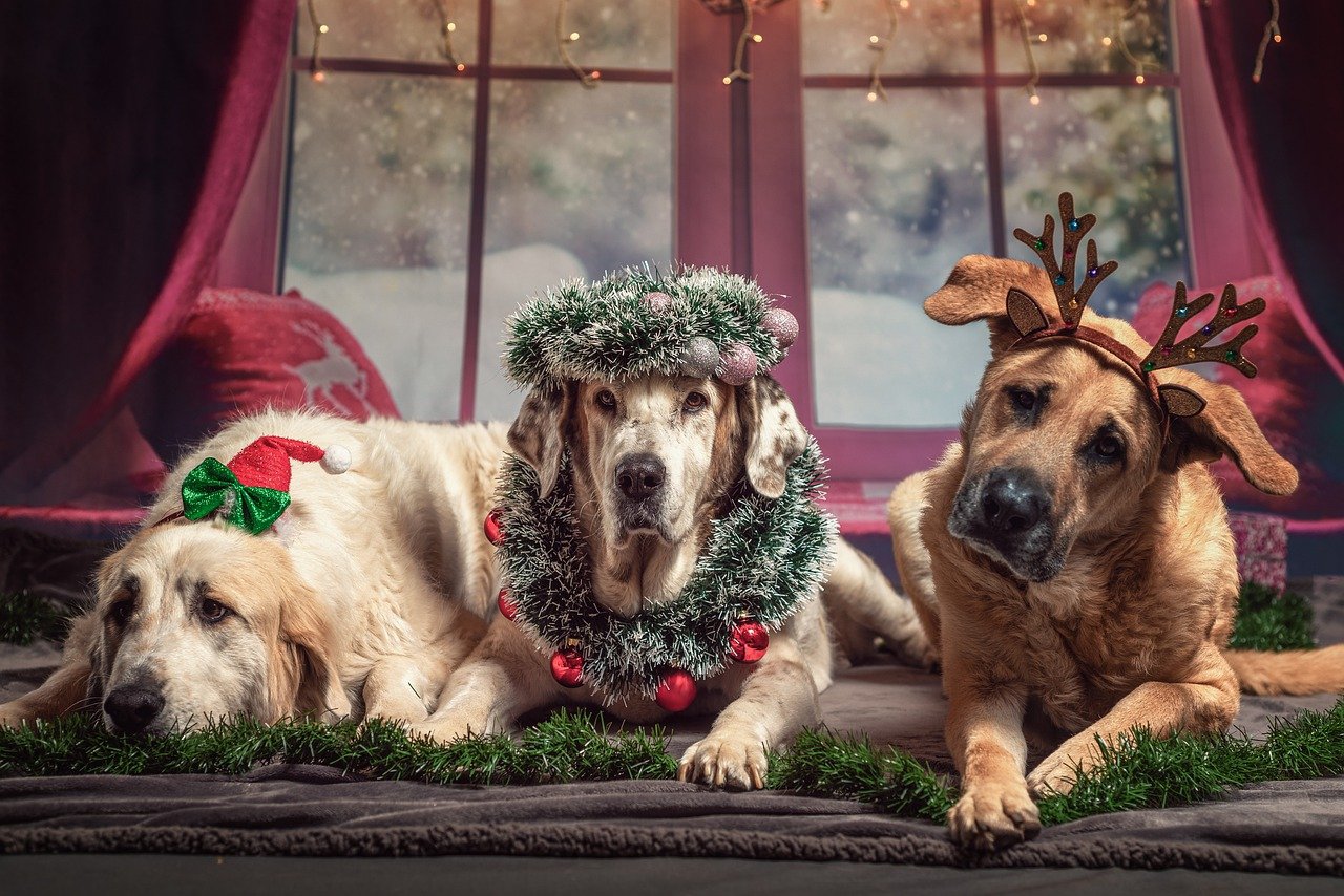 dog holidays