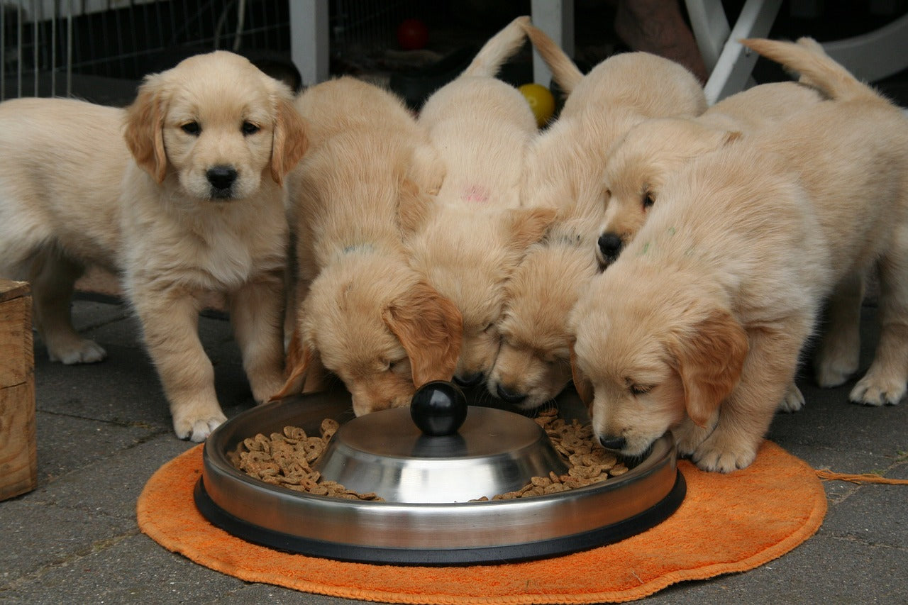 dog keeps eating their food without stopping