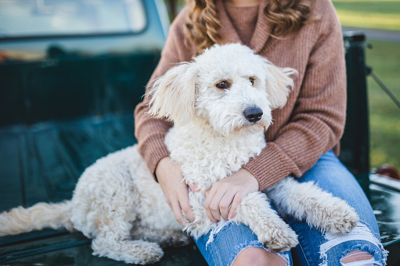 Why Does My Dog Lay His Head on Me? Causes Explained