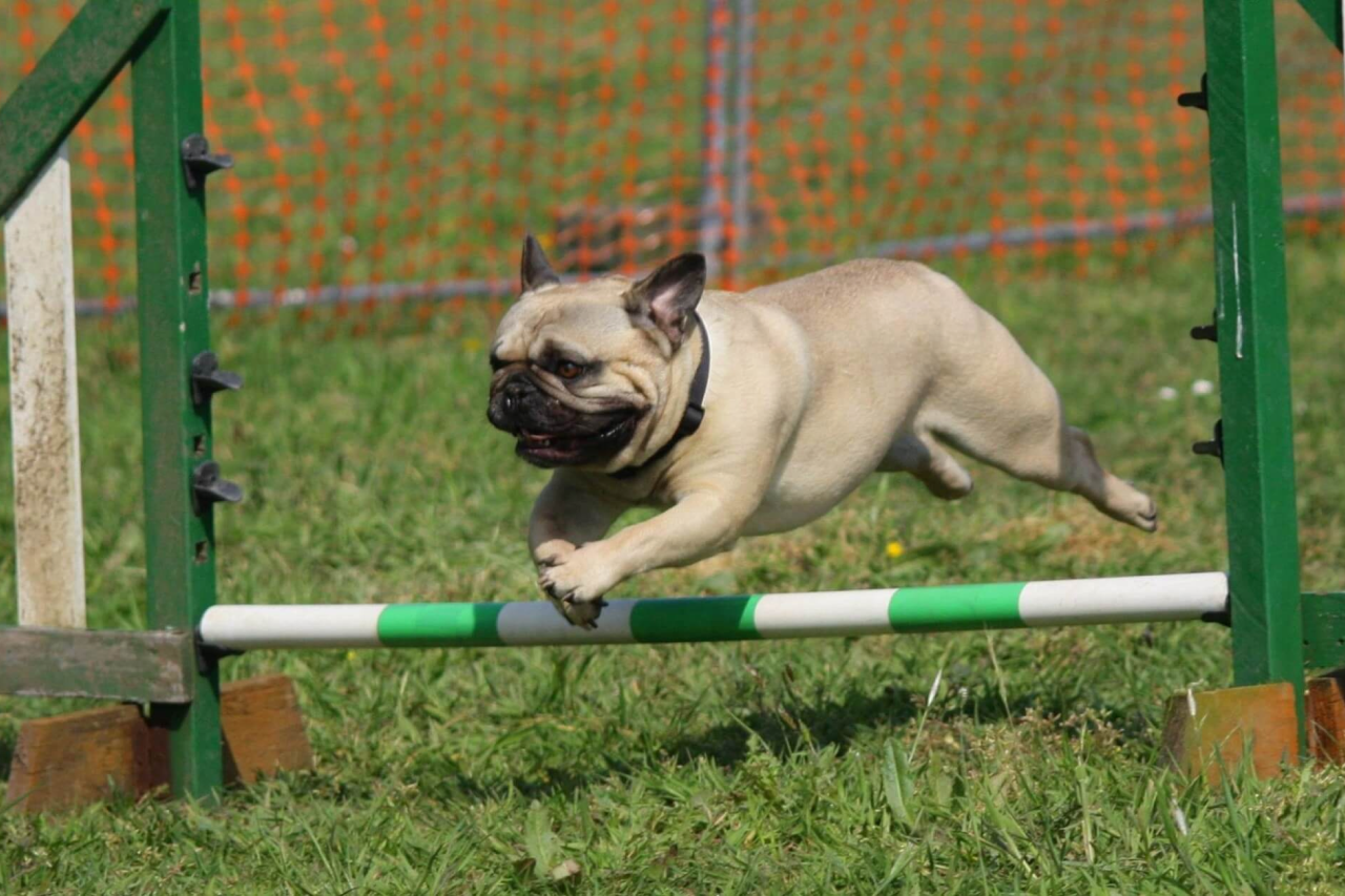 Dog Agility Training: Where to Begin