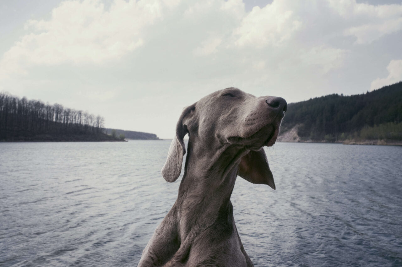 Dog Food Allergies: The Common Signs and Solutions
