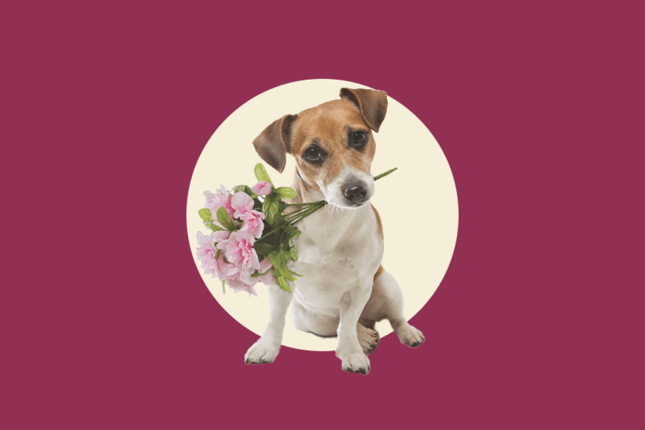 May 9th is Dog Mom Day, so let's Celebrate the Dog Moms of Wild Earth!