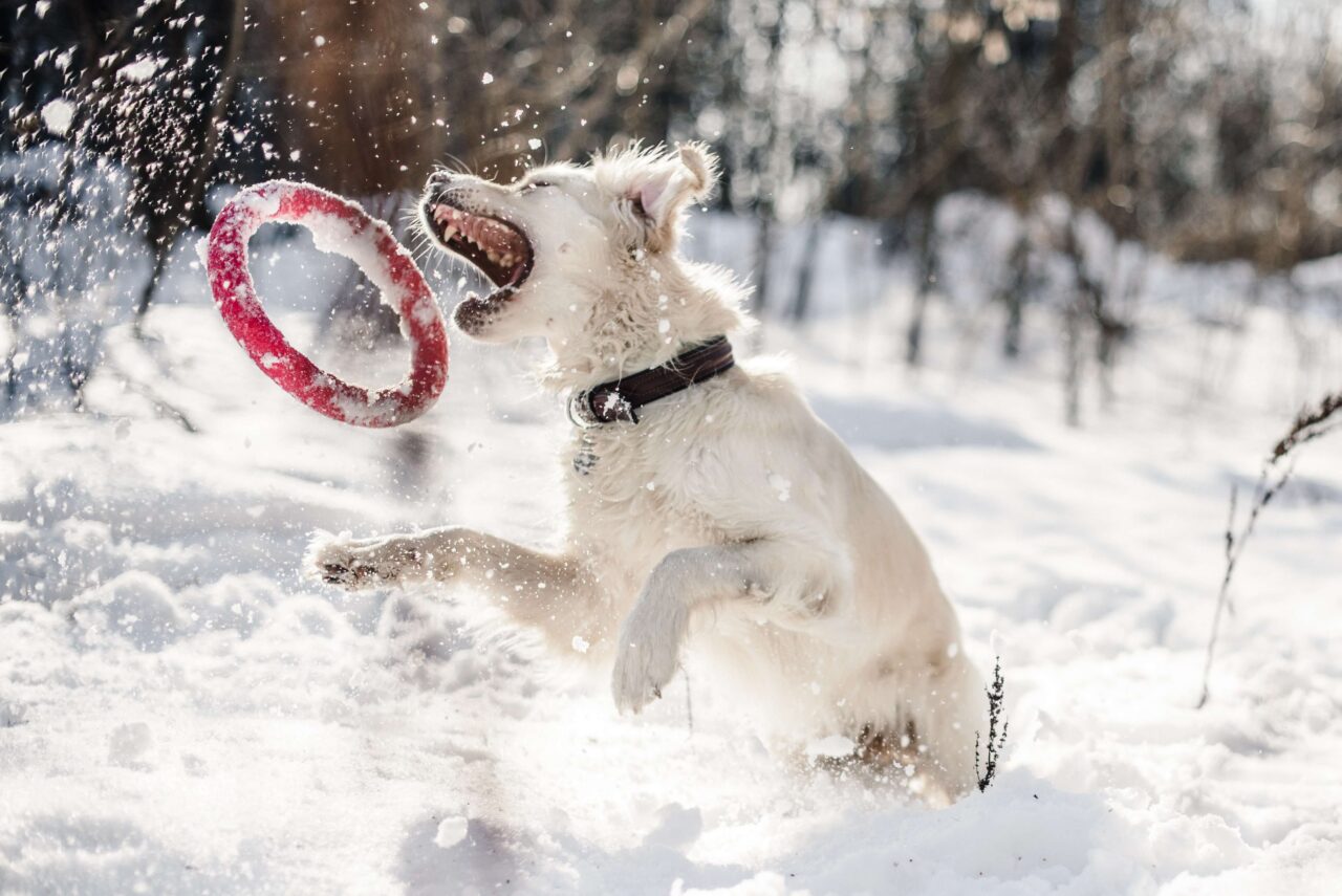 Hip Dysplasia in Dogs: What is it and What can you do about it? By Dr. Ernie Ward