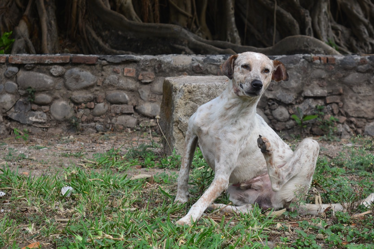What Causes Ear Mites in Dogs?