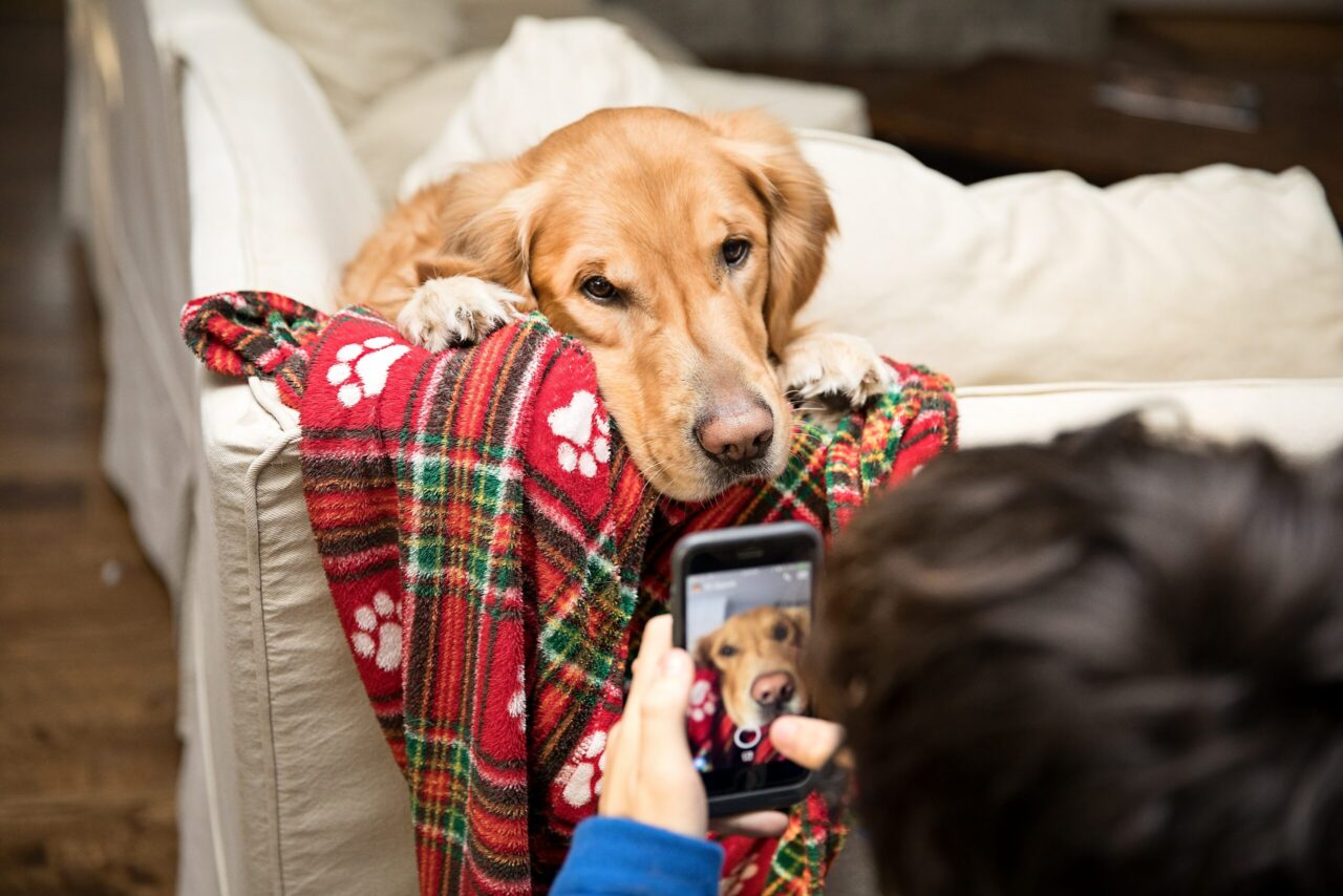 10 Animal TikToks to Help You Start the New Year