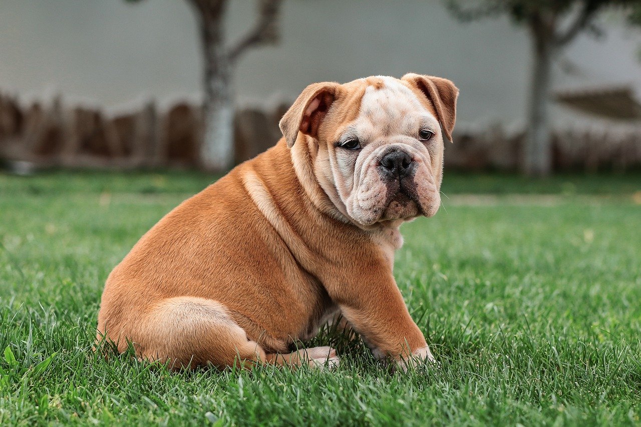 english bulldog allergies