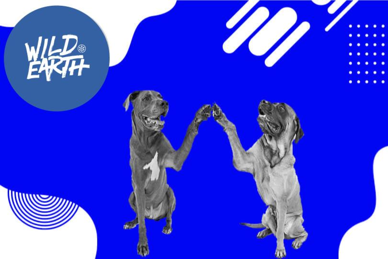 Pet Parent Feedback: Taste, Food Allergies, Skin & Coat
